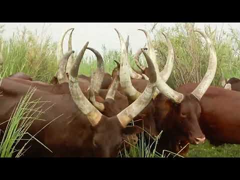 BHUGESELA LIMBU CHAPA YANG OMBE NZIKU ZA MAKAJI MBANGILI 2026 BHUGESELA LIMBU CHAPA YANG OMBE NZIKU ZA MAKAJI MBANGILI 2026