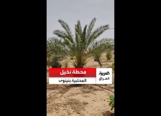  محطة نخيل المحلبية في نينوى تنتج التمور والفسائل بأسعار مدعومة حكوميا