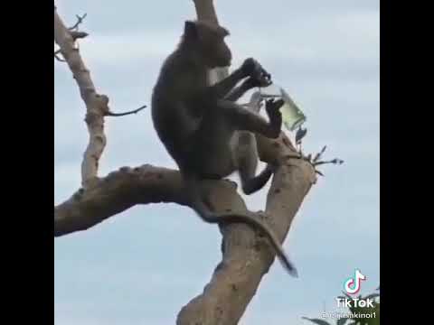 Unyama Mwingi Mwaisa