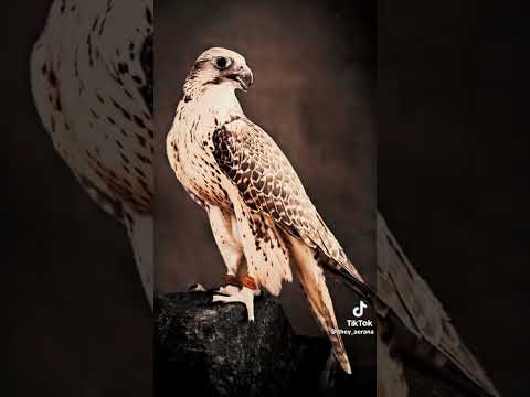 طيحوك ياصقر