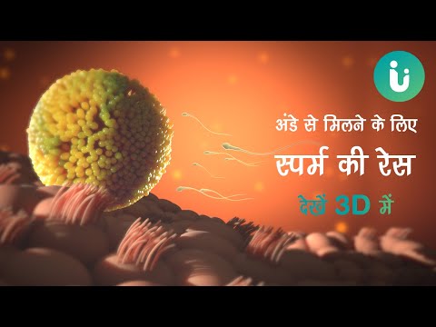 स पर म क अ ड स म लन क द ड ह क तन द लचस प द ख 3D म Fertilisation In Hindi