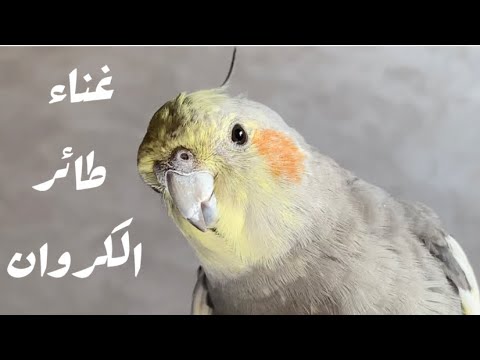 تدريب الكوكتيل و تحفيزه على الغناء صوت روعة Happy Cockatiel Singing Lifestyle Vlog Birds