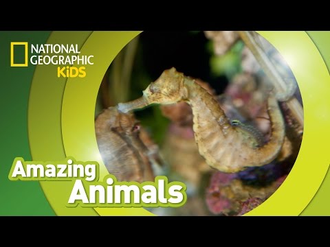 Seahorse Amazing Animals