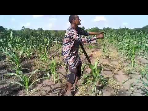 Sirrin Fatahi Fulani Faira