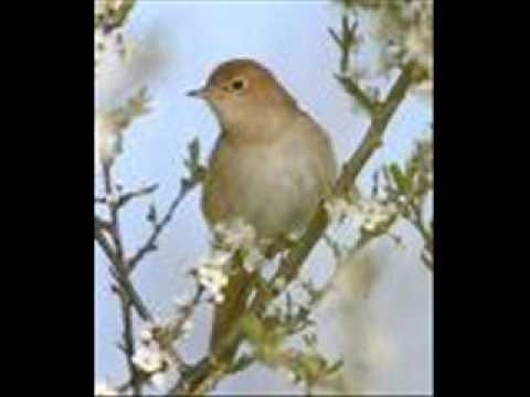 الياس نخلة موال خبروني يا عصافير الدار