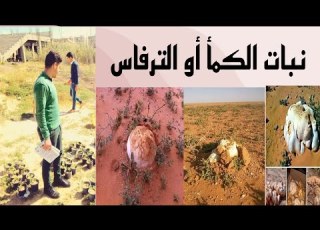  نبات الرعد الكمأ او الترفاس