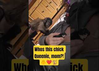 Lula Met Queenie For The First Time And Had No Words Fyp Fblifestyle Chicken Monkey Farm