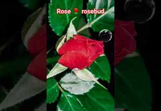 Beautiful Full Rosebud Ai Flowers Video Fifa Arts Shortvideo Shorts Reels Trendingshorts