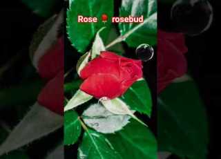 Beautiful Full Rosebud Ai Flowers Video Fifa Arts Shortvideo Shorts Reels Trendingshorts