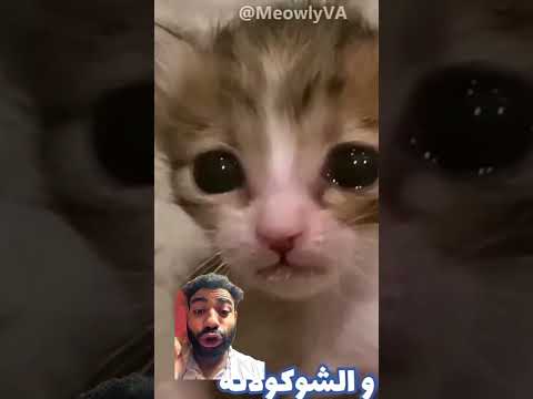 مين زعلك Funny Catmeme اكسبلور Comedy Catvideos