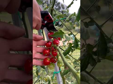 Shorts Agriculture Farming2024 Satisfying Shot EliteShortsUnleashed 3231