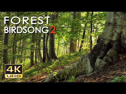 4K Forest Birdsong 2 Birds Sing In The Woods No Loop Realtime Birdsong Relaxing Nature Video