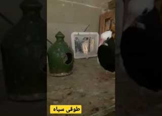  جوجه طوقی سیاه کفتر کبوتر طوقی کبوتر نیشابور کبوترنیشابور