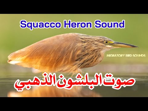 صوت البلشون الذهبي Squacco Heron Sound