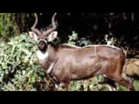 Dachee Badhaatu Umaa Oromiyaa