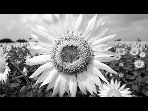 Adrian Daniel Asiah Round Town