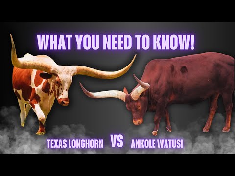 Ankole Watusi Vs Texas Longhorn Which Cattle Breed Is Best For Your Farm