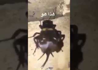  اخيرا عرفتك يا لائيم