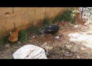 هل تبيض انثى البابو الديك الرومي بدون الذكر وكيف نعرف ان ااانثى تبيض او هي في وضع الرجون