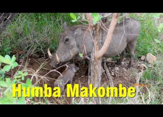  HUMBA MAKOMBE One Of Eastern Highlands Biggest Descendent