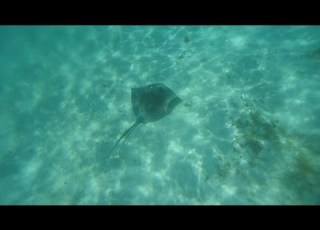  Buceo Por Cayo Cangrejo Junto A Isla Providencia Colombia