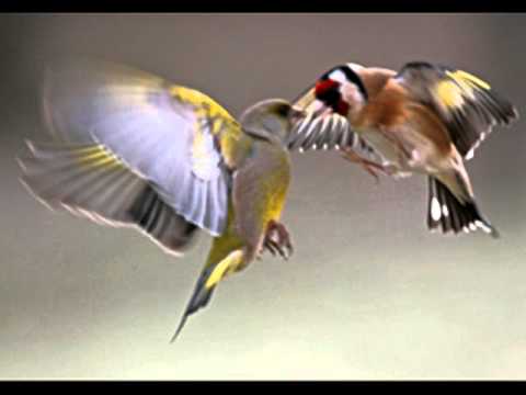 يالمقنين الزين Ya El Maknin Zine