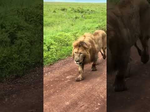 MBUGA ZA WANYAMA INCHINI TANZANIA MIKUMI NGORONGORO SERENGETI MANYARA N K National Park And Game