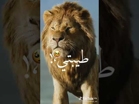 يارجولة شيبتي حللت وتس