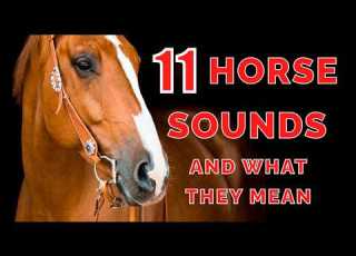  11 Horse Sounds Explained Understand Your Horse S Calls