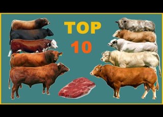 أفضل 10 سلالات أبقار لإنتاج اللحم في العالم عجول التسمين اكتشفها الآن
