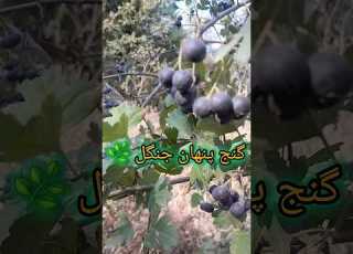 ولیک و گنج پنهان جنگل زالزالک وحشی