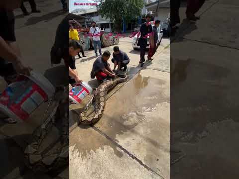 شاهد أكبر أفعى بلعت رجل بأكمله