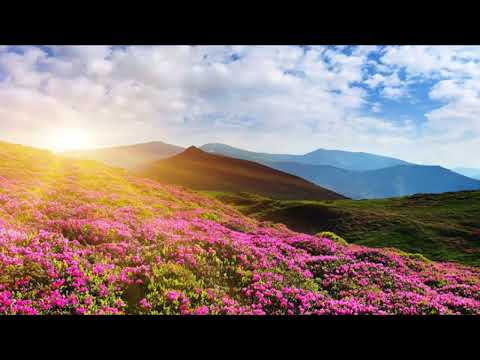 Niluza Shikimithe Tsulo