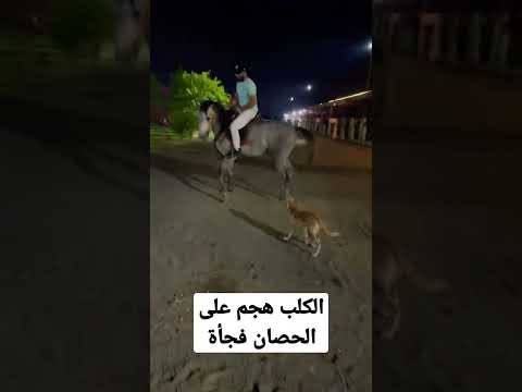 الكلب هجم على الحصان العسيف