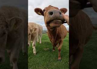 Jenny Cow Loves Bread And Scratches Cow Mootube Farming