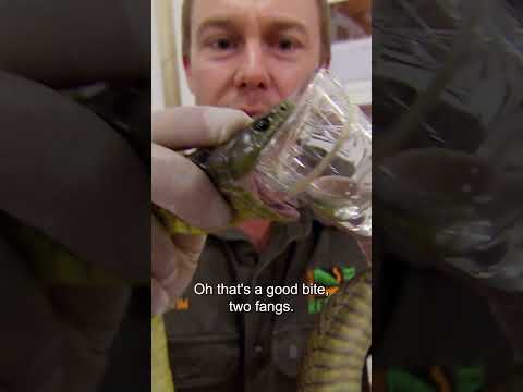 Are Snakes Still Deadly After Venom Milking Find Out Here TigerSnake