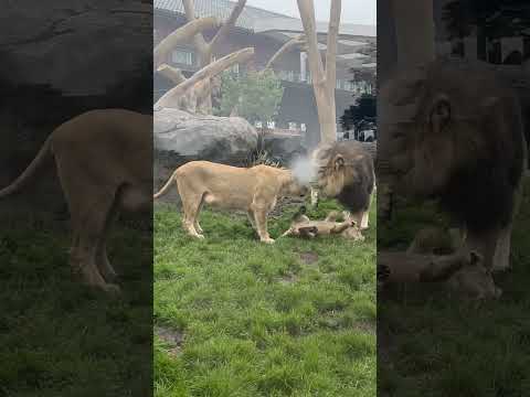 Family Of Lions At Zoo