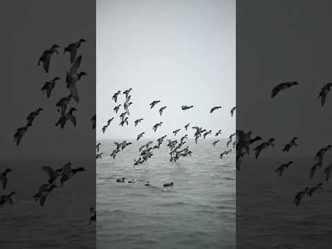 Duck Hunting Sounds Hunting Duckcalling Duck Duckhunters Waterfowl Duckhunt Outdoors