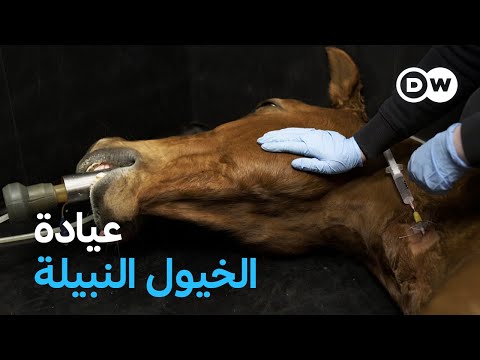 وثائقي عيادة فاخرة للخيول النبيلة باهظة الثمن وثائقية دي دبليو وثائقي عيادة فاخرة للخيول النبيلة باهظة الثمن وثائقية دي دبليو
