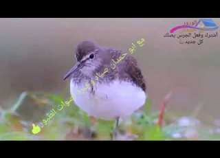 صوت الزنزوني من فصيلة طيطوي