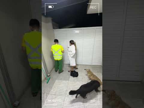 I Just Wanted To Fix The Gate And This Happened I Just Wanted To Fix The Gate And This Happened