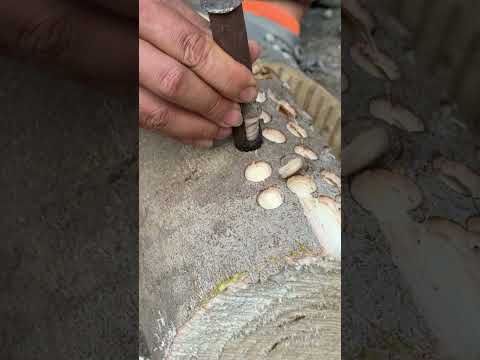 فاست مشروم بلوغما كينتو توريار