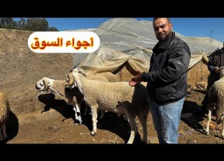 صدمة فسوق الثلاثاء الخميسات الرحبة شاعلة ثمن الغنم وصل لحد خيالي واش هادشي معقول