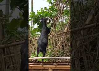 Puh Aada Chamani Naidi Kwplaibosong