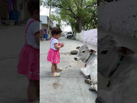 A Little Girl Touching Cow S Forehead Heart Touching Video Indian Kids With Cow