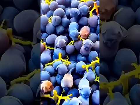 صوت غريب من العنب شوفوا شو طلع