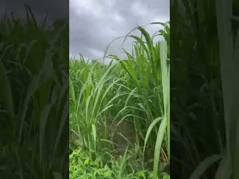 TUNAUZA MBEGU ZA NYASI MAJANI KWAJILI YA MALISHO YA NG OMBE MBUZI KONDOO NA MIFUGO MINGINE