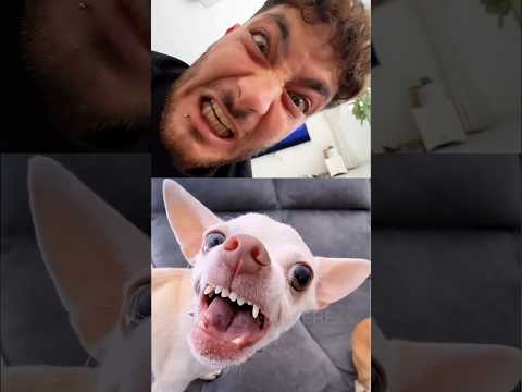 Dog Kuchi Kuchi Magic Magic Tricks Shorts