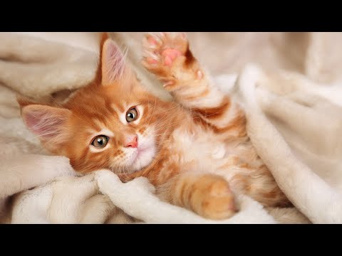 24 Hours Relaxing Music For Cats Music To Relax Cats Stress Relief Peaceful Piano Music
