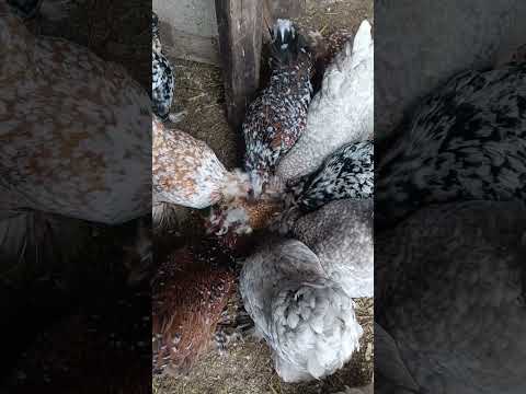 2 февруари 2026 г